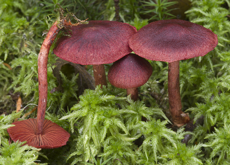 Cortinarius sanguineus